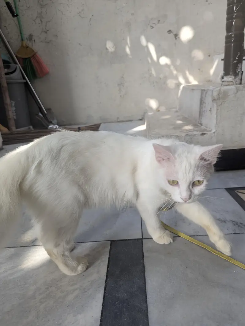 Persian White Cat available — photo 5