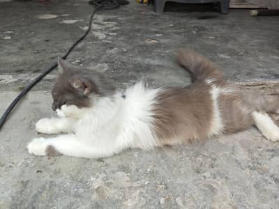 persian cat for sale healthy and active