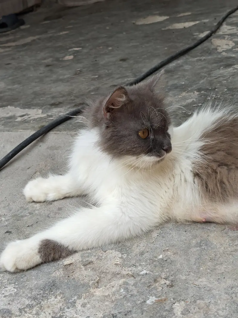 persian cat for sale healthy and active — photo 2