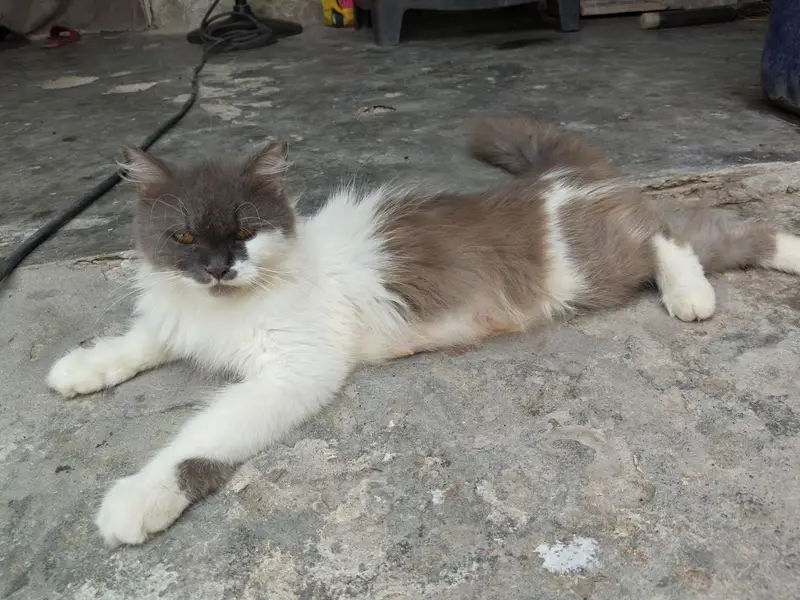 persian cat for sale healthy and active — photo 3