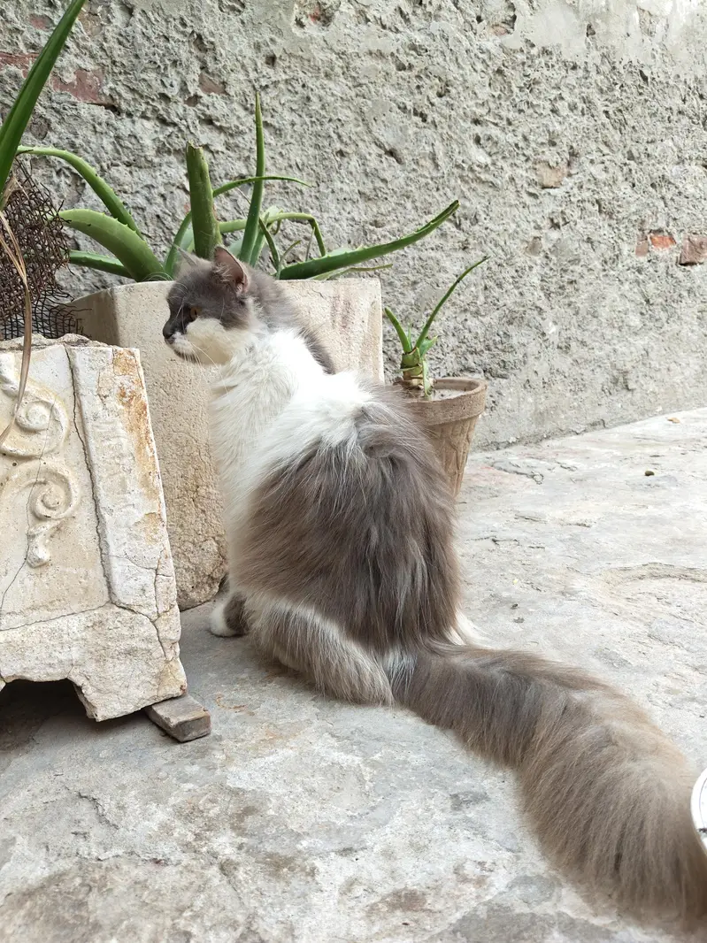 persian cat for sale healthy and active — photo 4