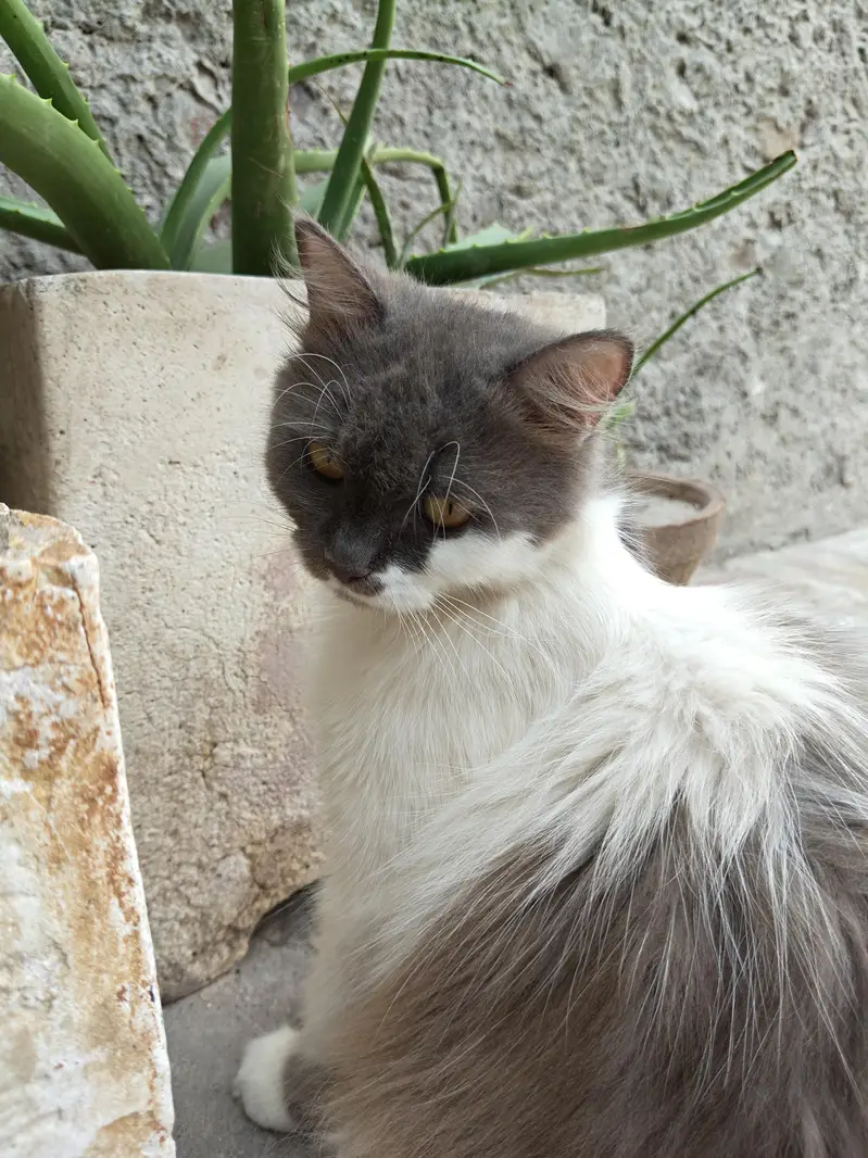 persian cat for sale healthy and active — photo 5