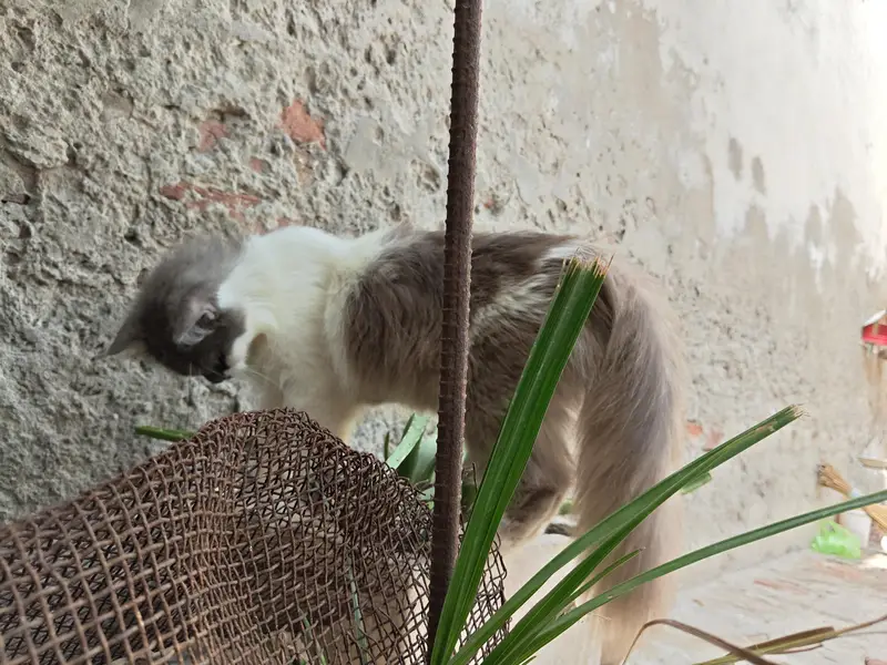 persian cat for sale healthy and active — photo 6