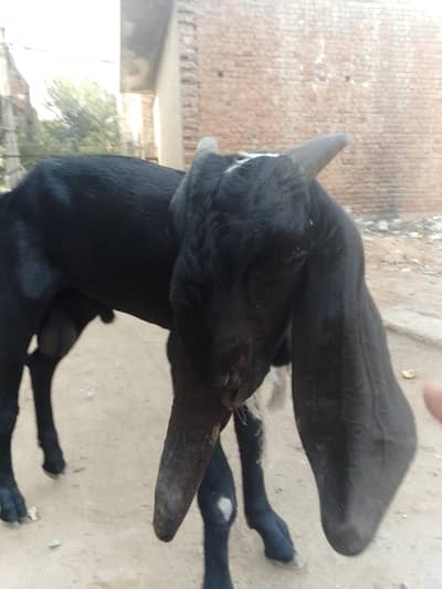 pure bittal khera Bakra 2027 Eid py lagny wala