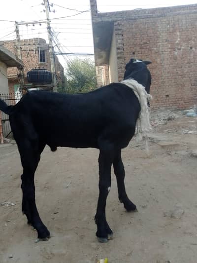 pure bittal khera Bakra 2027 Eid py lagny wala