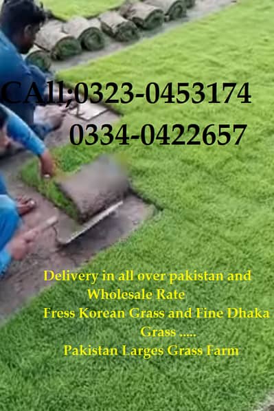 Korean Grass | Natural Grass | Fine Grass | Fresh Grass | in all Pak