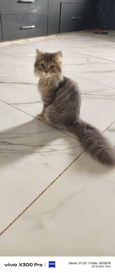 Kitten for sale