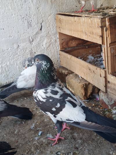 rampuri