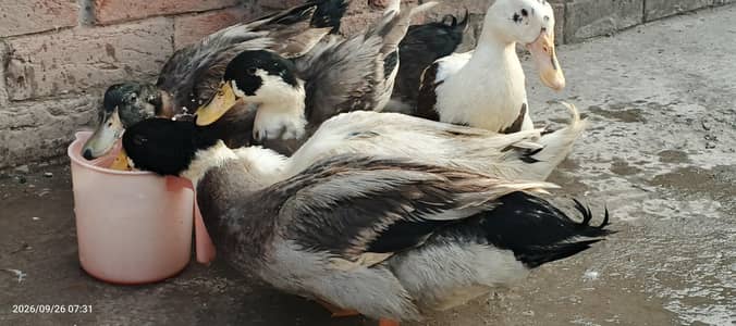 Healthy Desi Ducks – 5.5 Months Old | Active & Strong