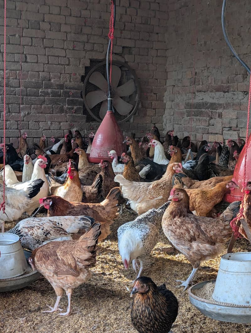 گولڈن مسری مرغیاں فروخت کے لیے دستیاب ہیں 5