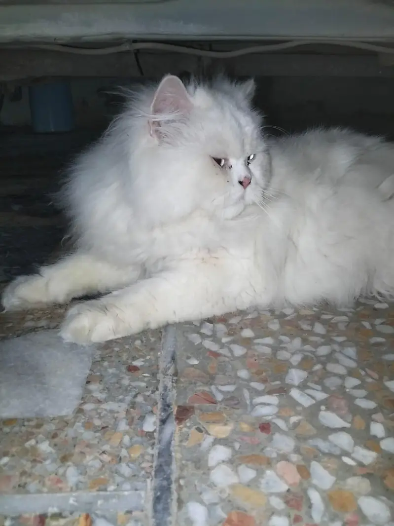 sales cats — photo 3