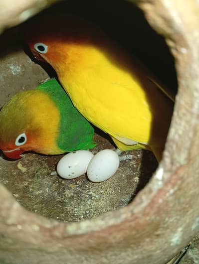 MIX ALL BIRDS FOR SALE