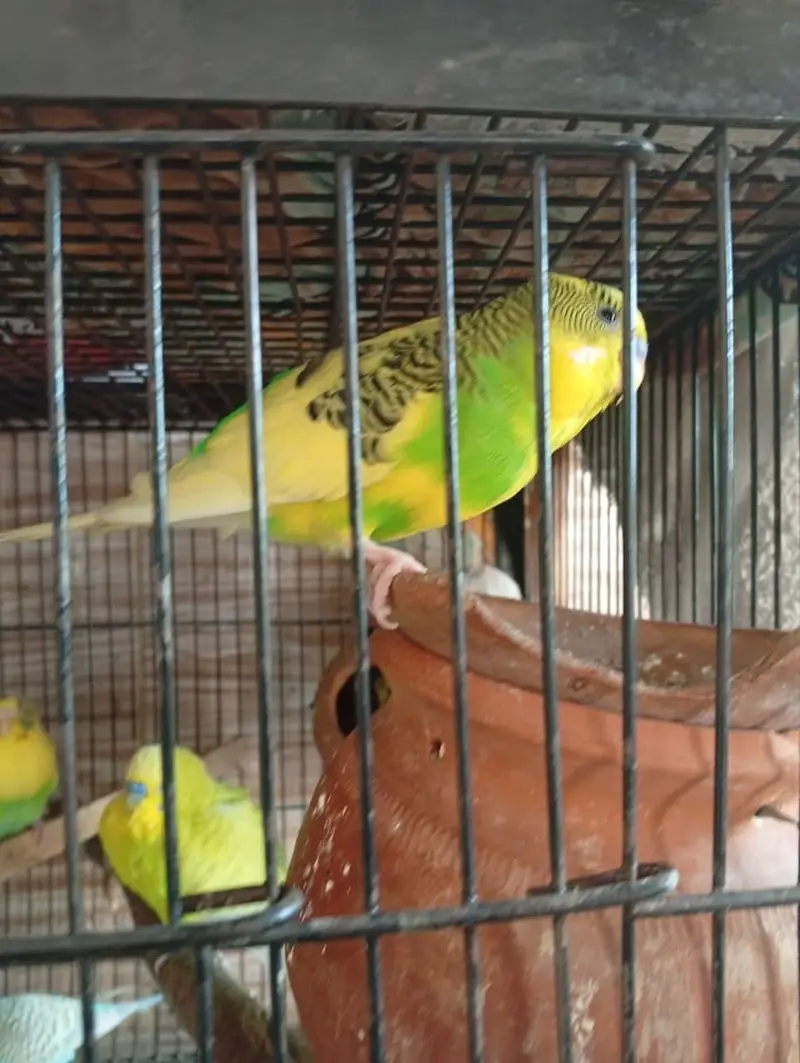 MIX ALL BIRDS FOR SALE — photo 2