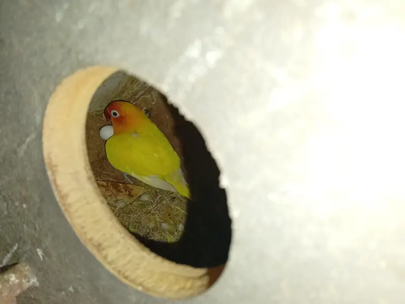 MIX ALL BIRDS FOR SALE — photo 3