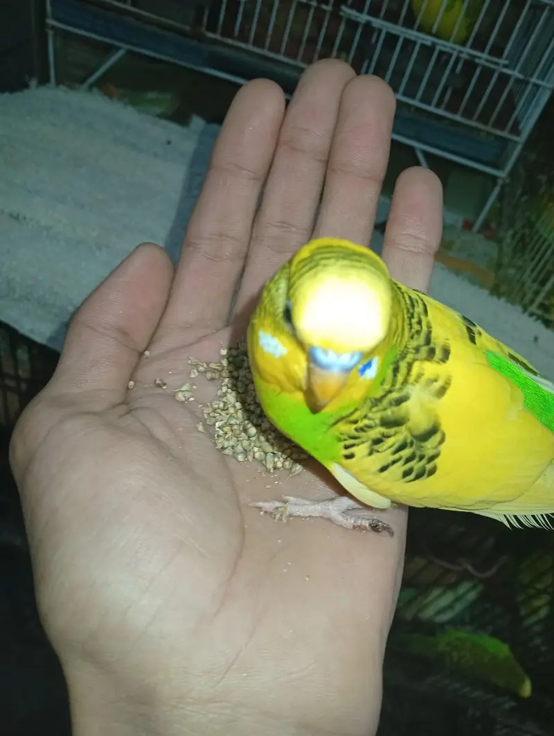 MIX ALL BIRDS FOR SALE — photo 4