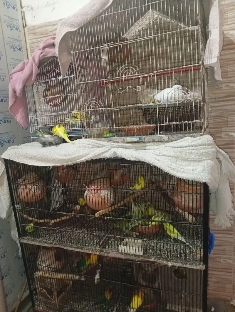 MIX ALL BIRDS FOR SALE — photo 5