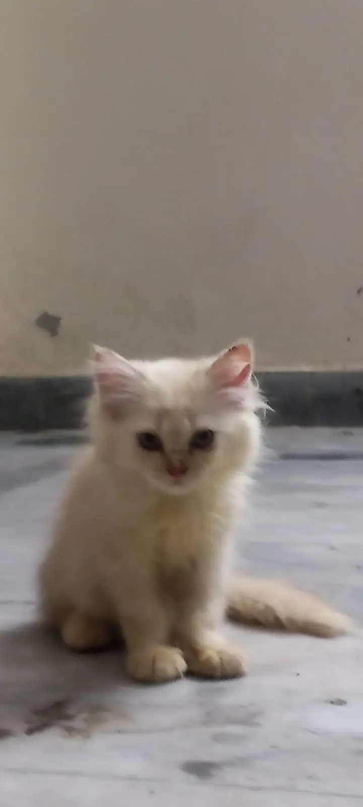 kittens for sale — photo 3