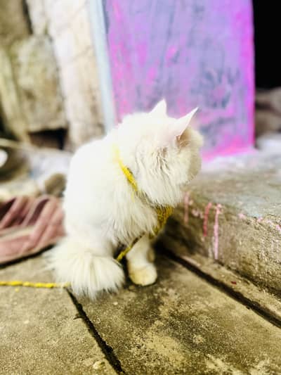 Fanshi cat