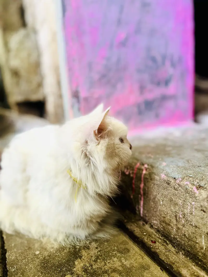 Fanshi cat — photo 2
