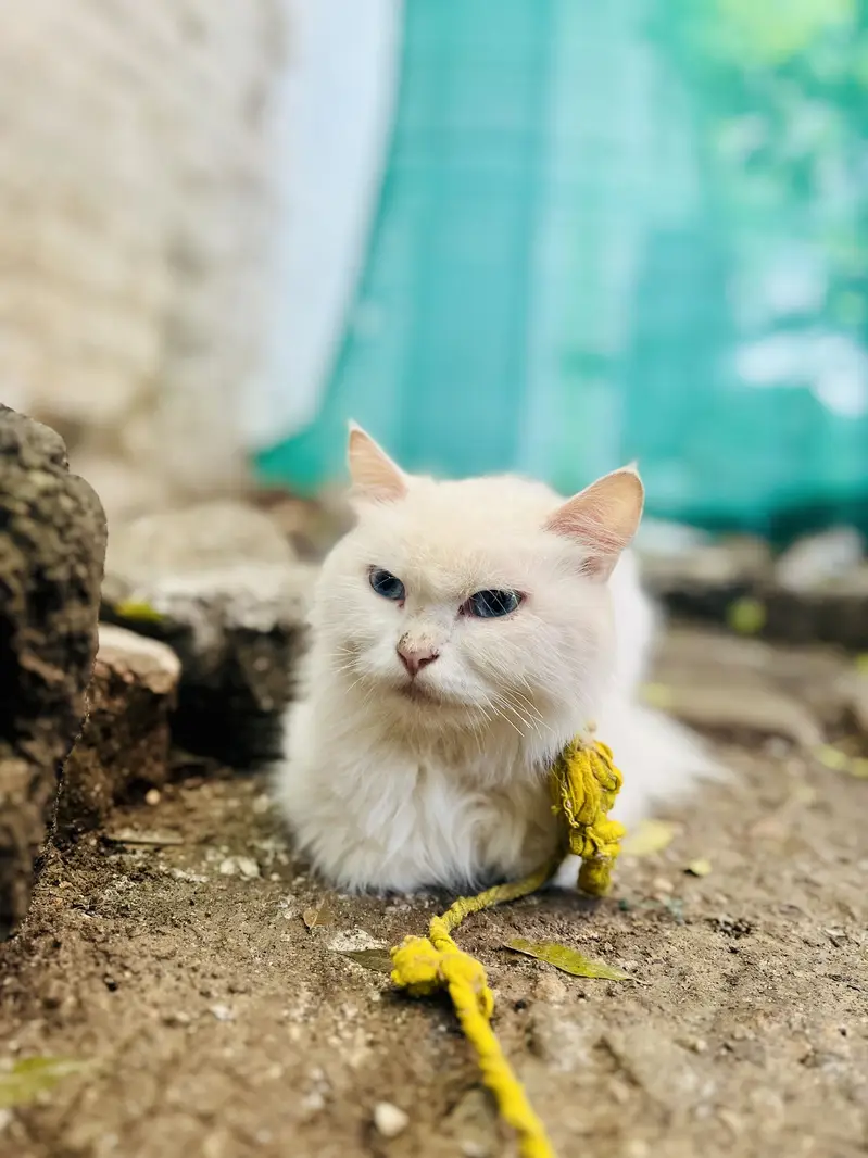 Fanshi cat — photo 3