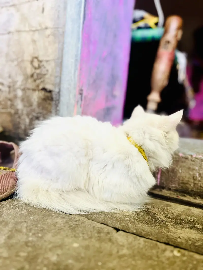Fanshi cat — photo 4