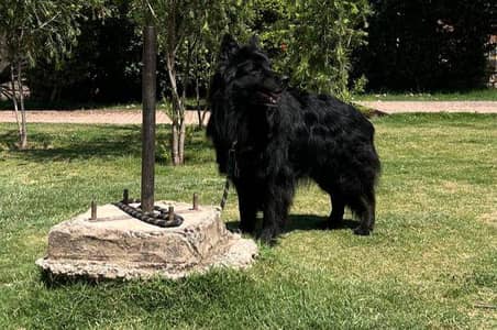 Black Shepherd