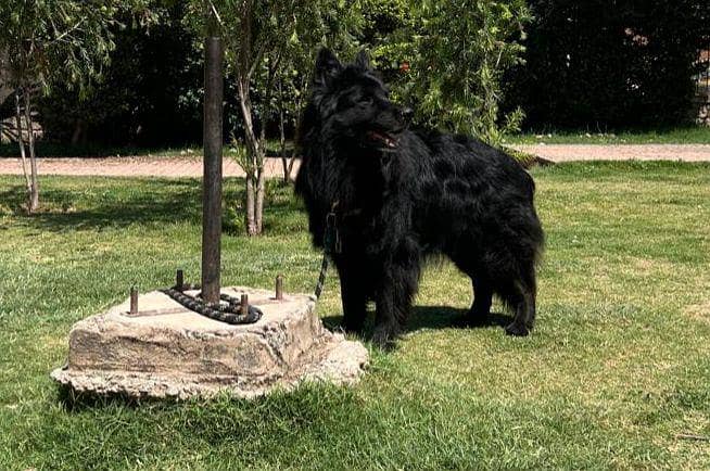 Black Shepherd 0