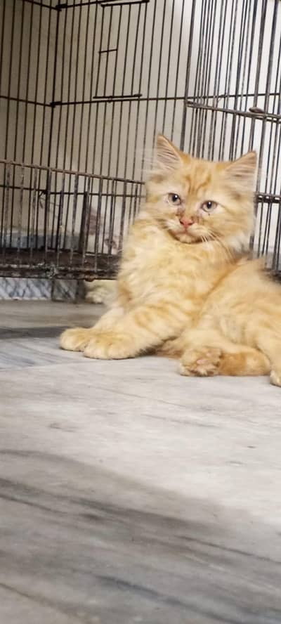 colors kittens available in lahore