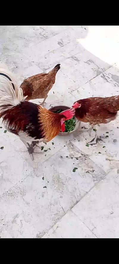 HOME BREED MISRI TRIO PAIR (EGG LAYING)
