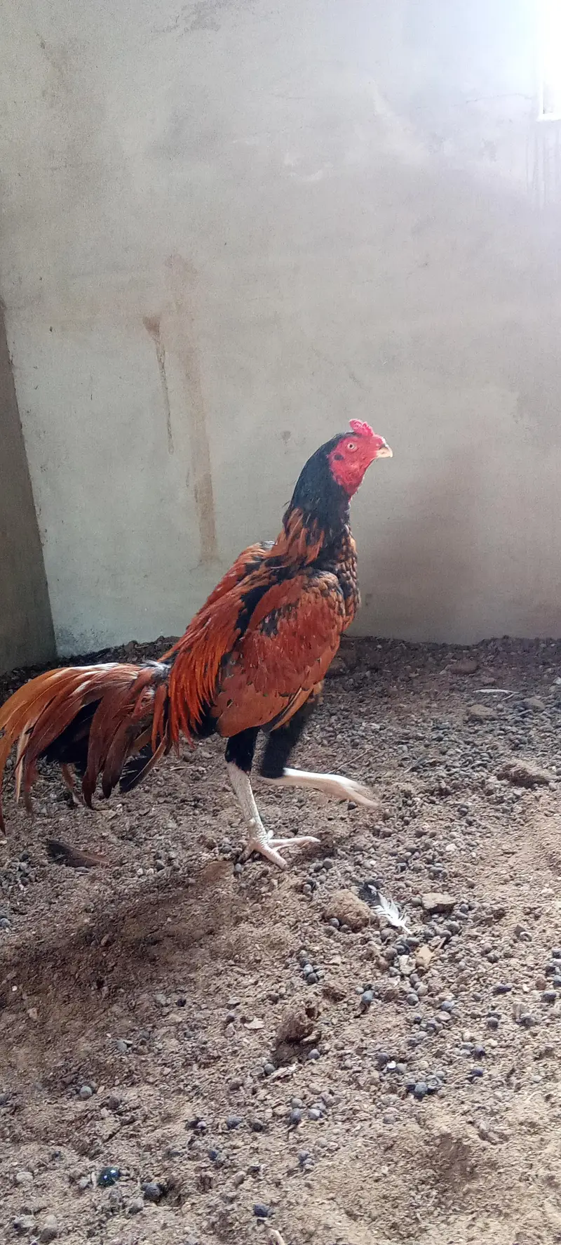 aseeel murga — photo 2
