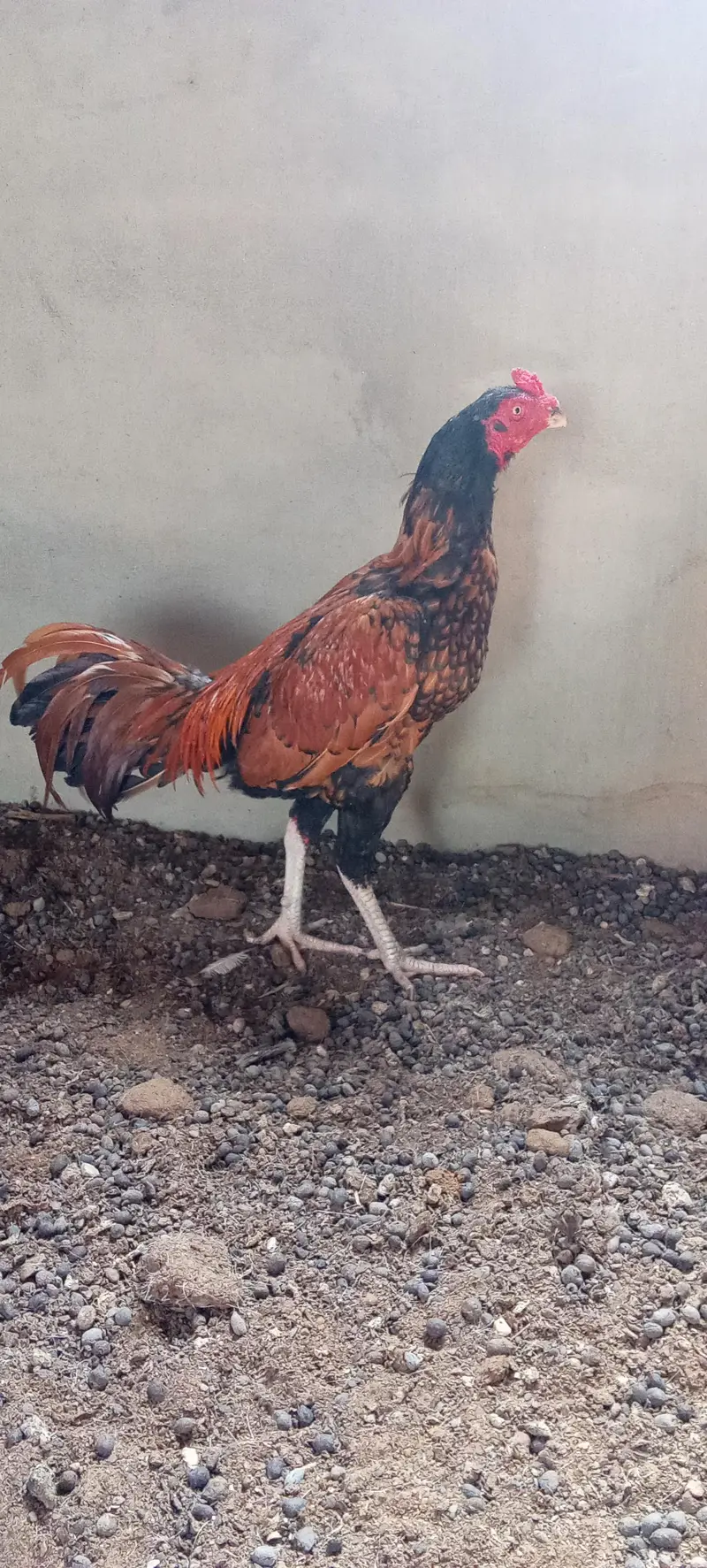 aseeel murga — photo 3