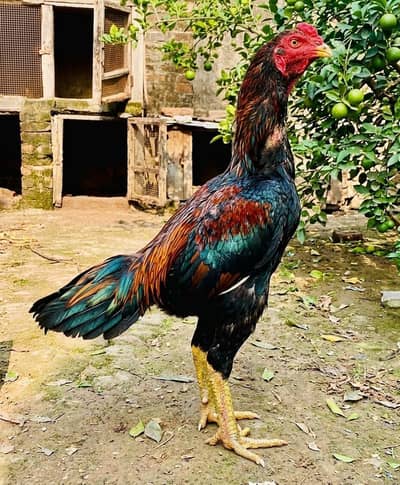 for sale hai
