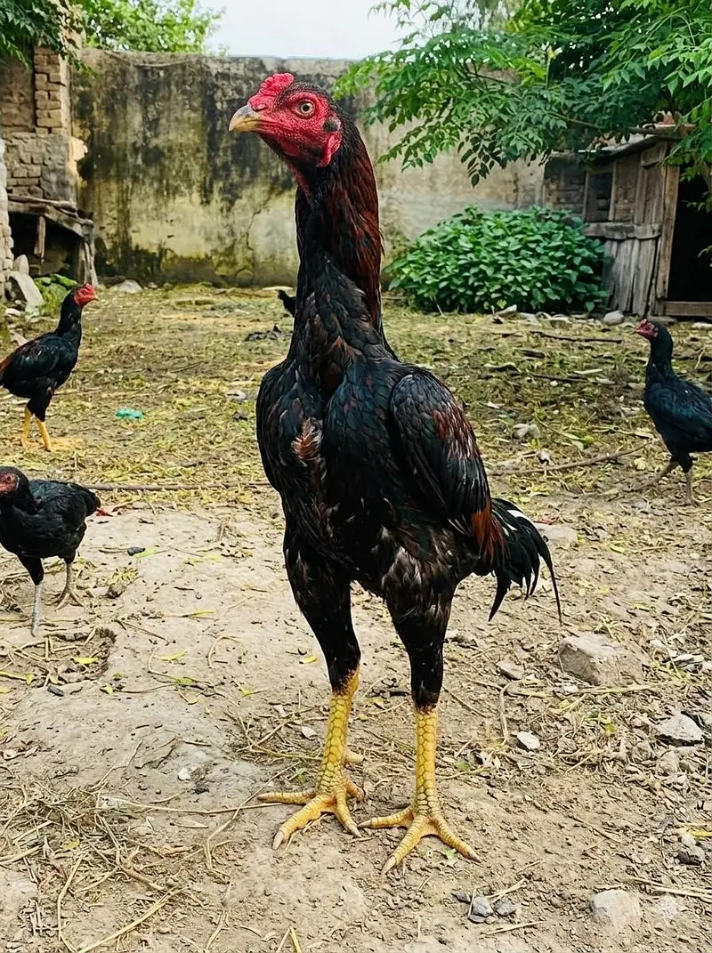 for sale hai — photo 3
