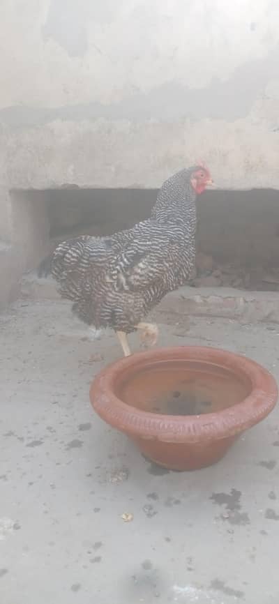 white heavy male female 03047805825