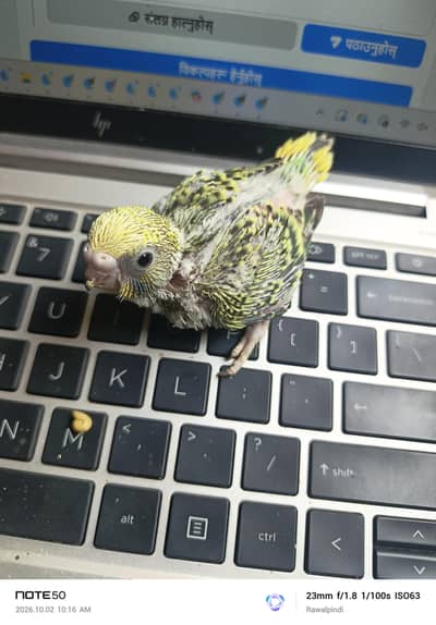 Beautiful Budgie's Chicks For Tame
