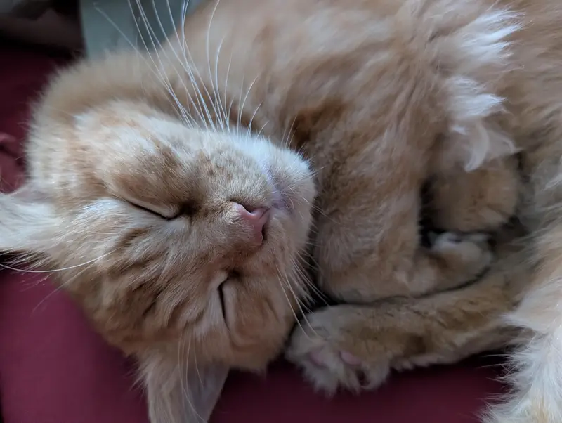 Male Cat for Sale — photo 4