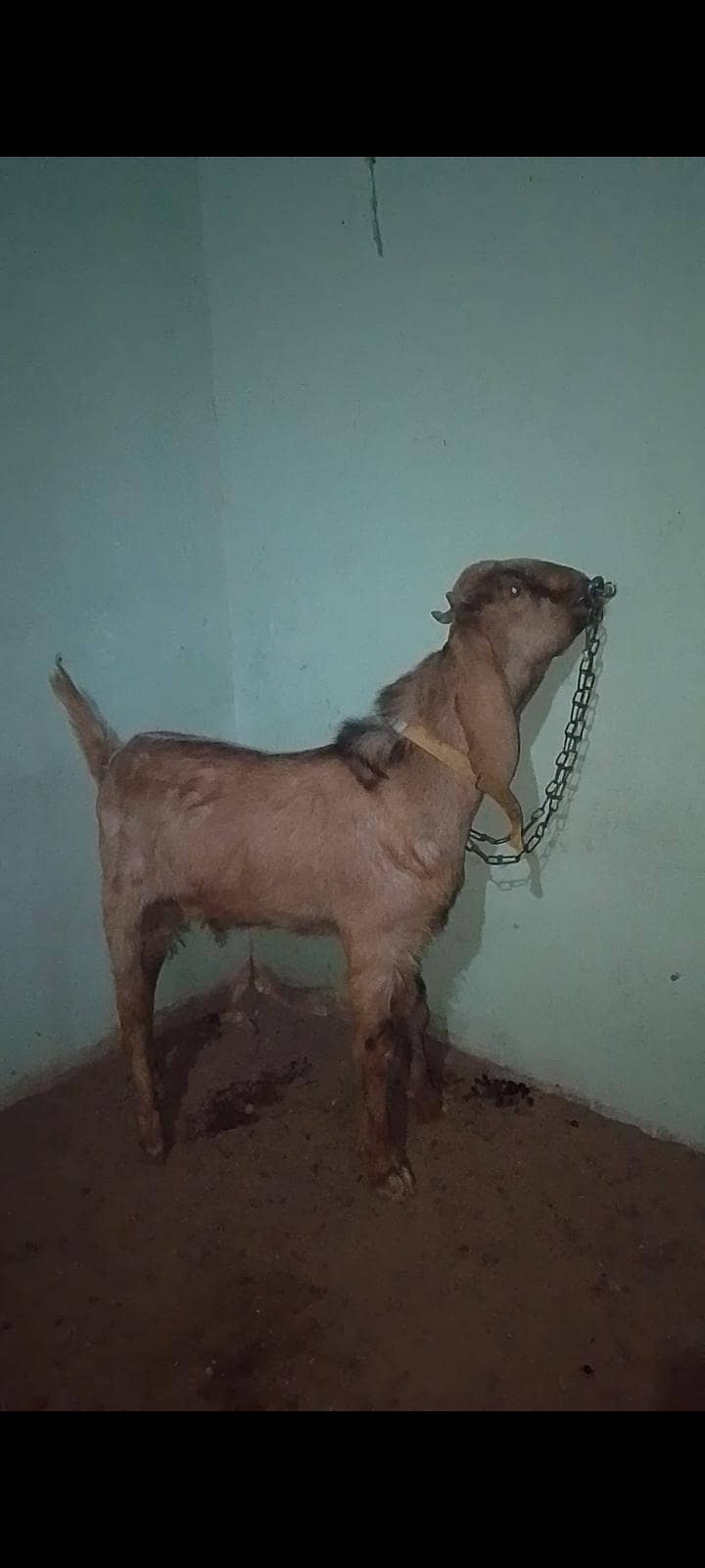 bakra 0