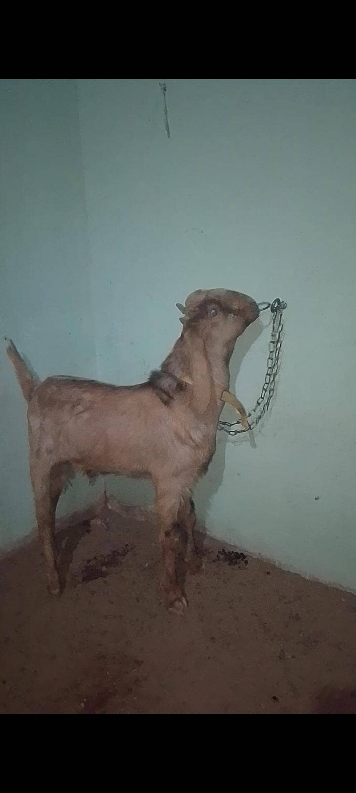bakra 1