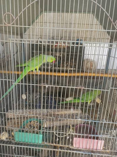 urgent sale