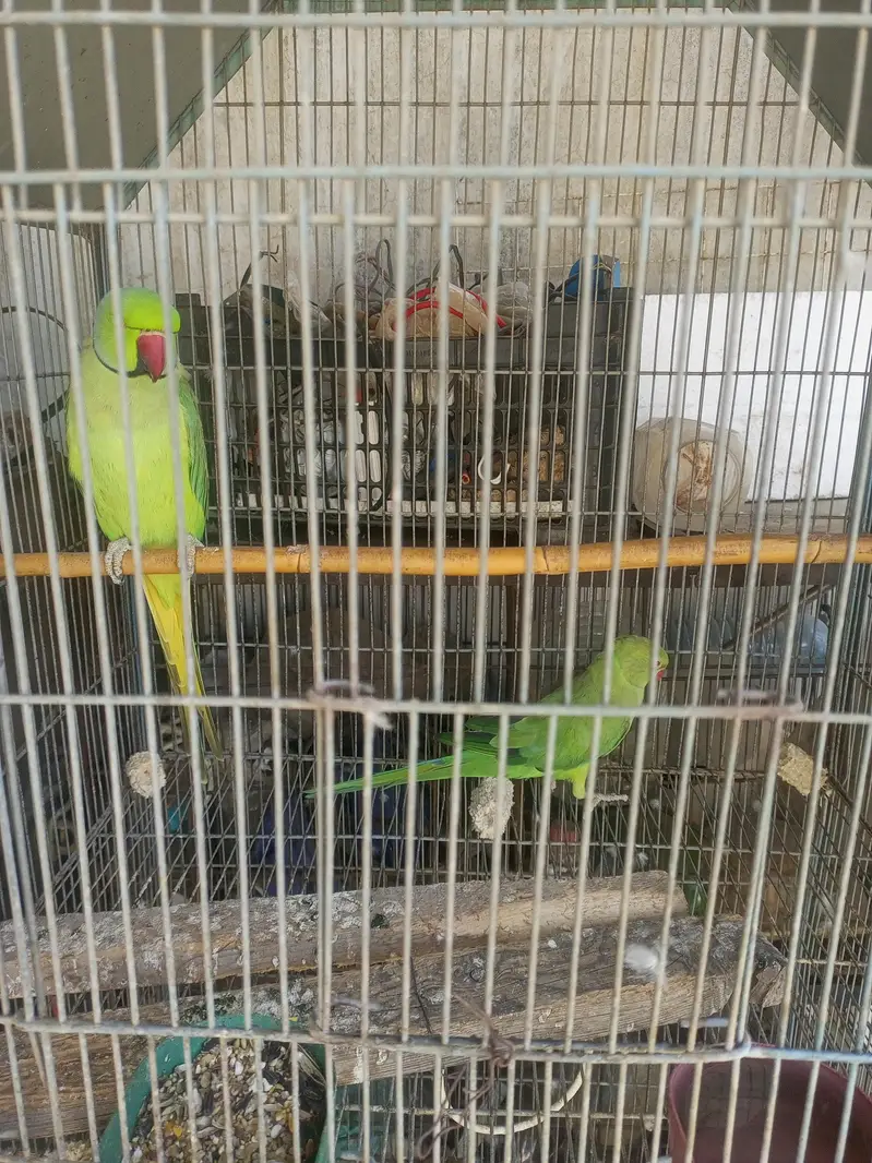 urgent sale — photo 2