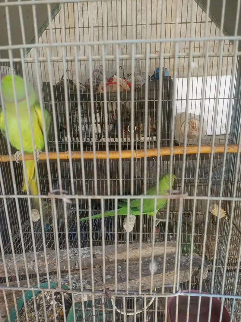 urgent sale — photo 3