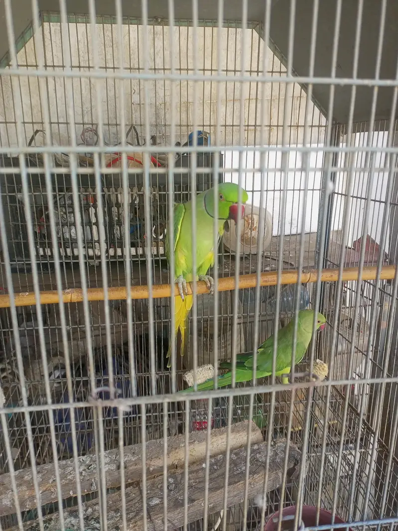 urgent sale — photo 4