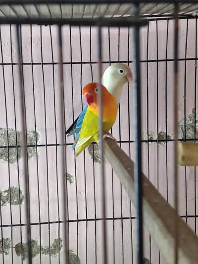 Top Quality Opaline PF Pairs