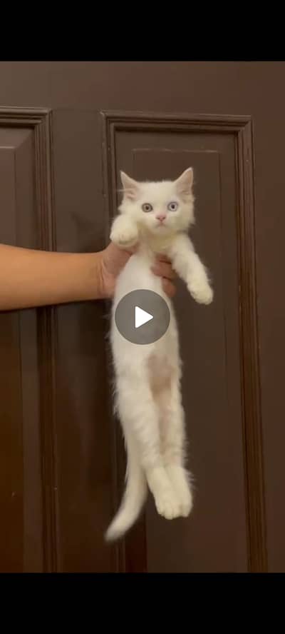 Persian Cat for sale - grey and white. Only Message