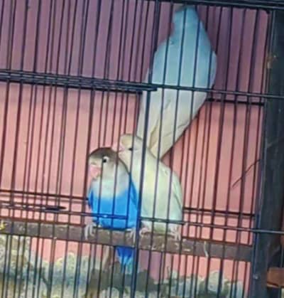 love birds