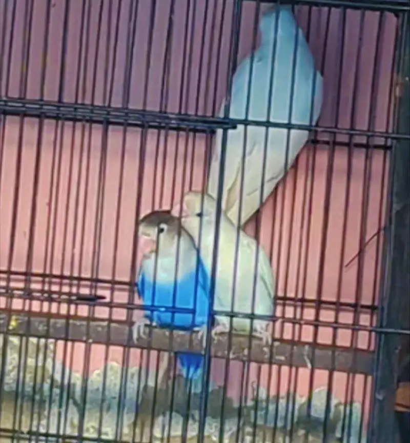 love birds — photo 2
