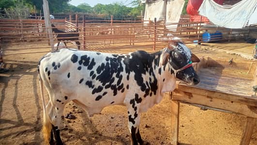 8 Bachrey For Sale Catto + Qurbani For Contact 03432555099
