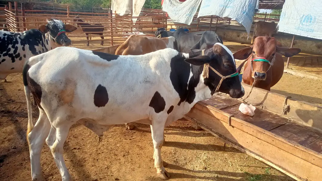 8 Bachrey For Sale Catto + Qurbani For Contact 03432555099 — photo 2