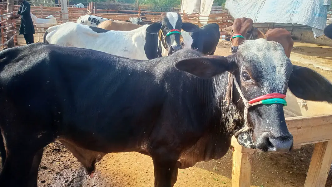 8 Bachrey For Sale Catto + Qurbani For Contact 03432555099 — photo 3