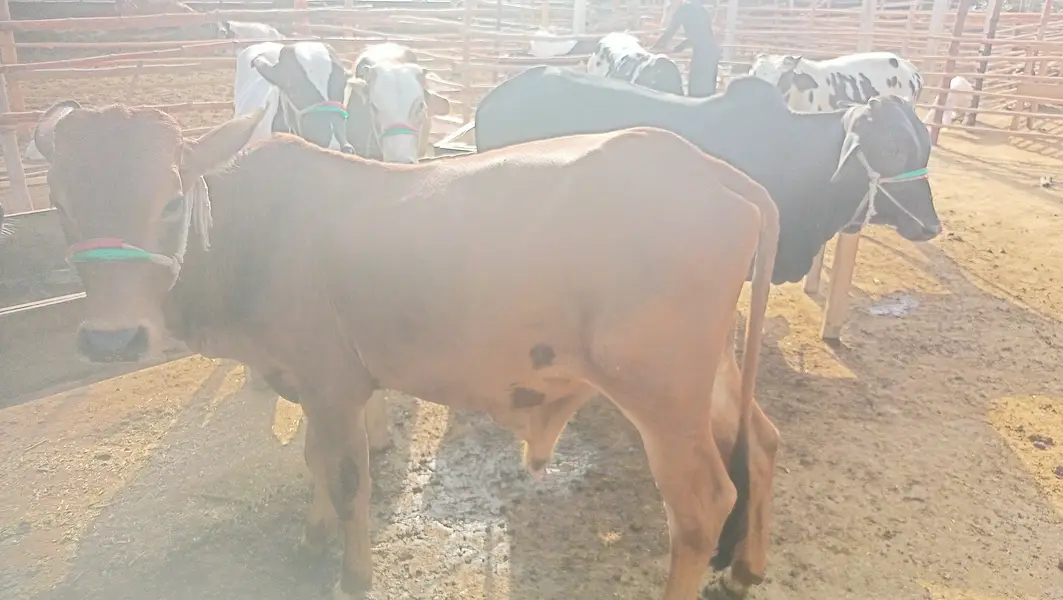 8 Bachrey For Sale Catto + Qurbani For Contact 03432555099 — photo 4